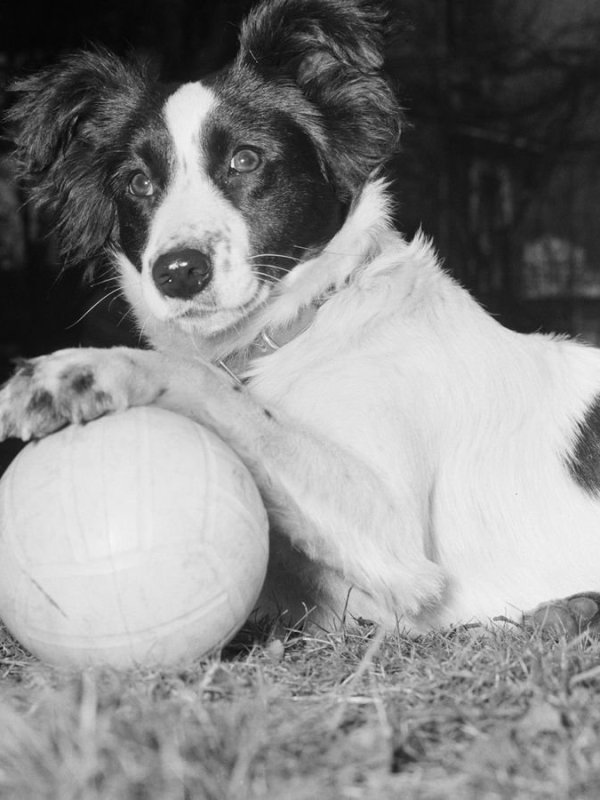 Pickles: O Herói Canino que Salvou a Taça da Copa do&nbsp;Mundo