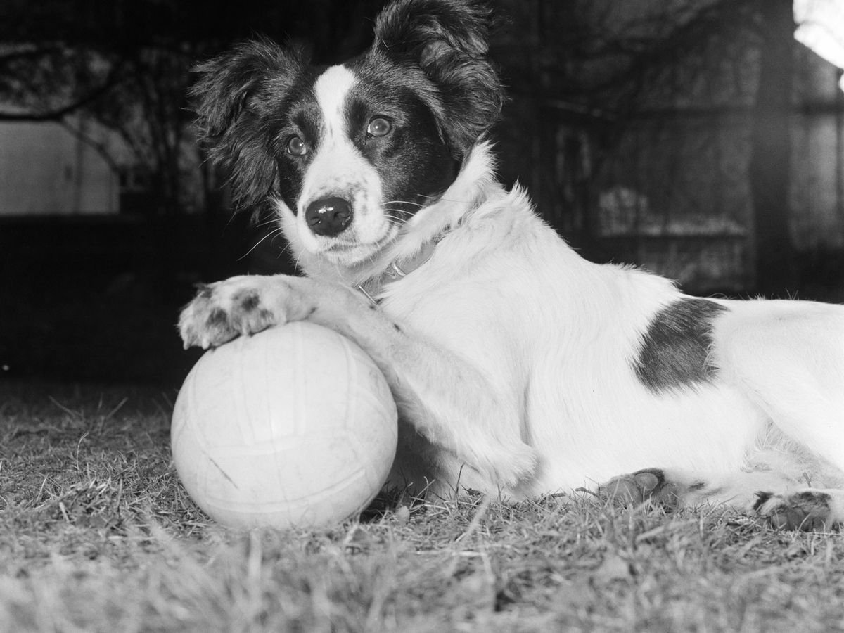 Pickles: O Herói Canino que Salvou a Taça da Copa do&nbsp;Mundo