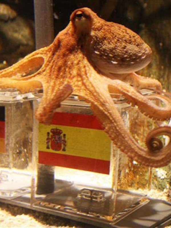 Paul, o polvo vidente da Copa de&nbsp;2010
